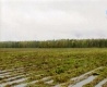 В Рязанской области из-за погибшего урожая введут режим ЧС